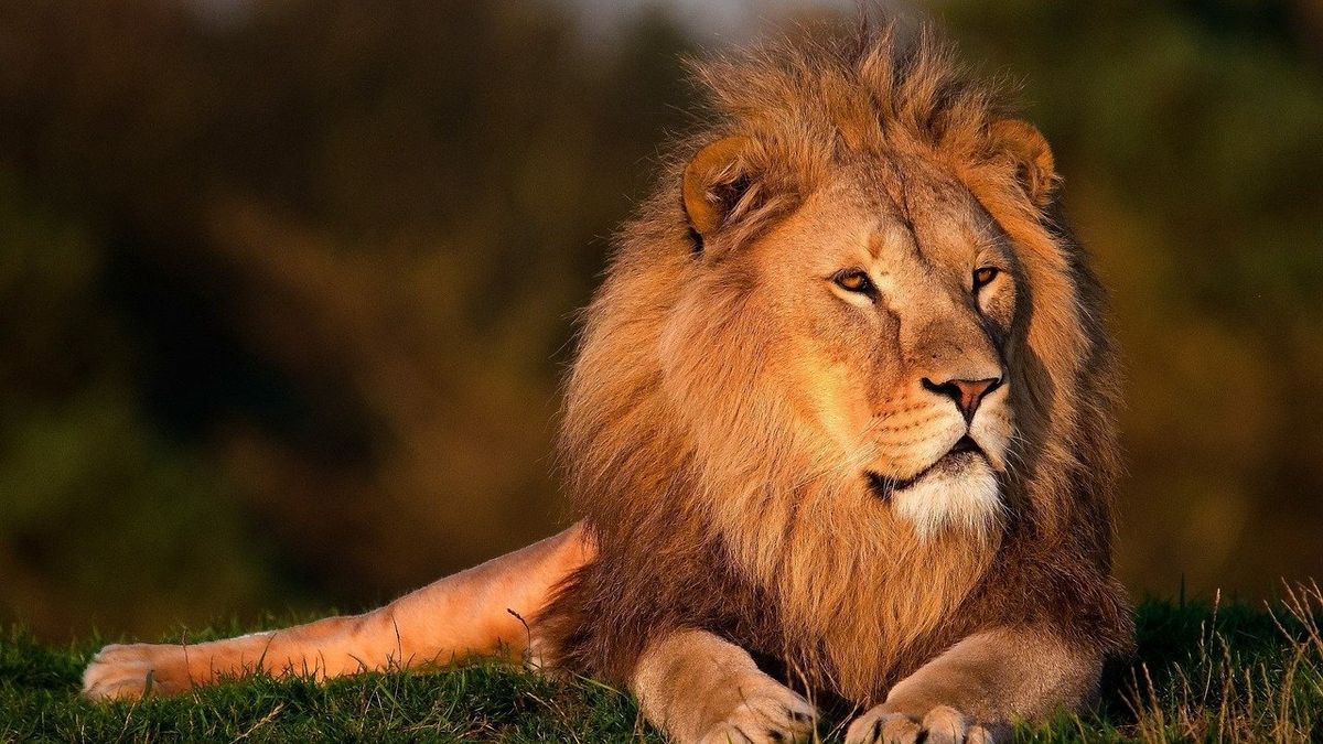 Zoo Ostrava má nového lva, vytvoří základ pro budoucí chovný pár